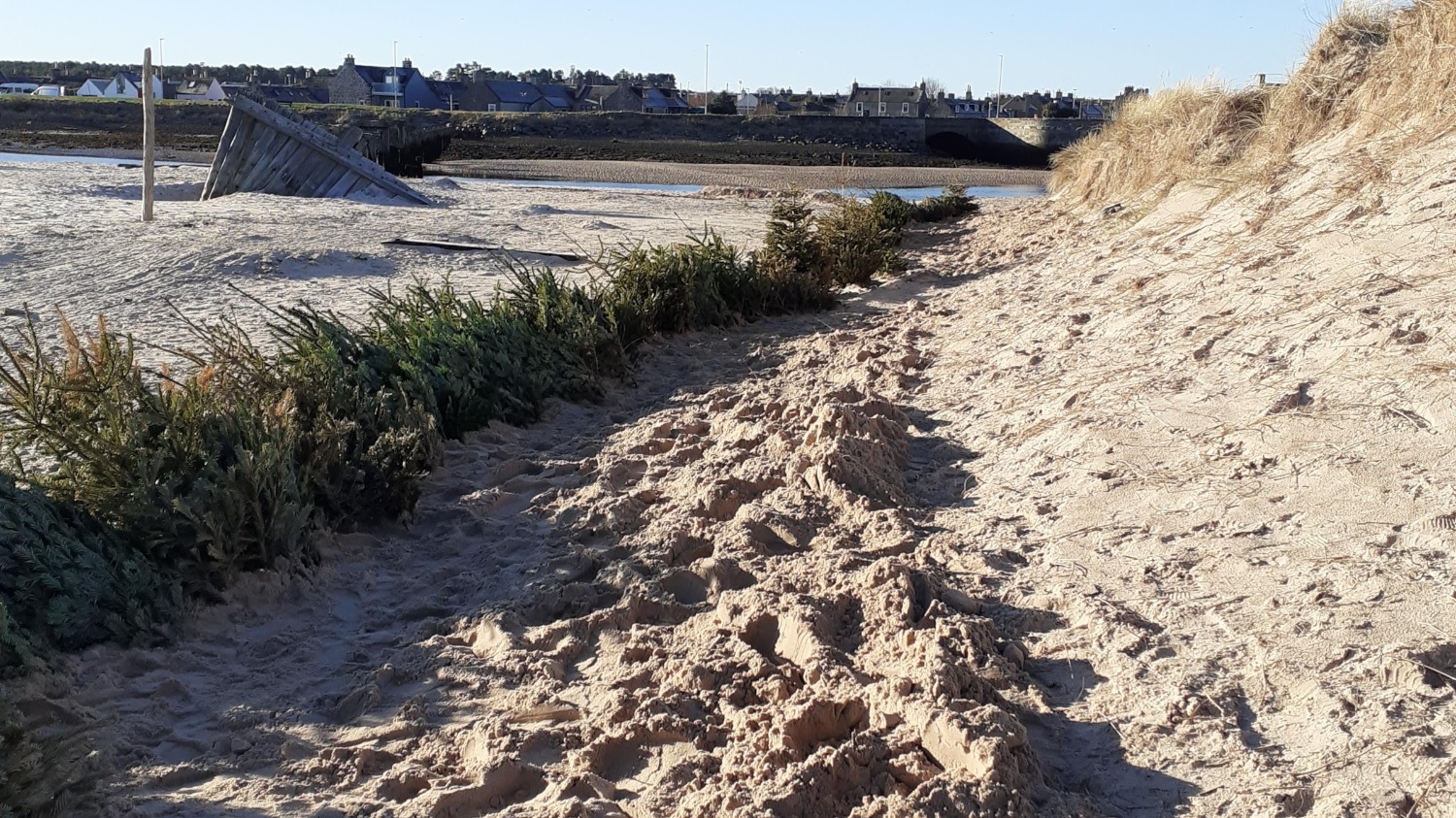 Christmas trees protecting sand dunes