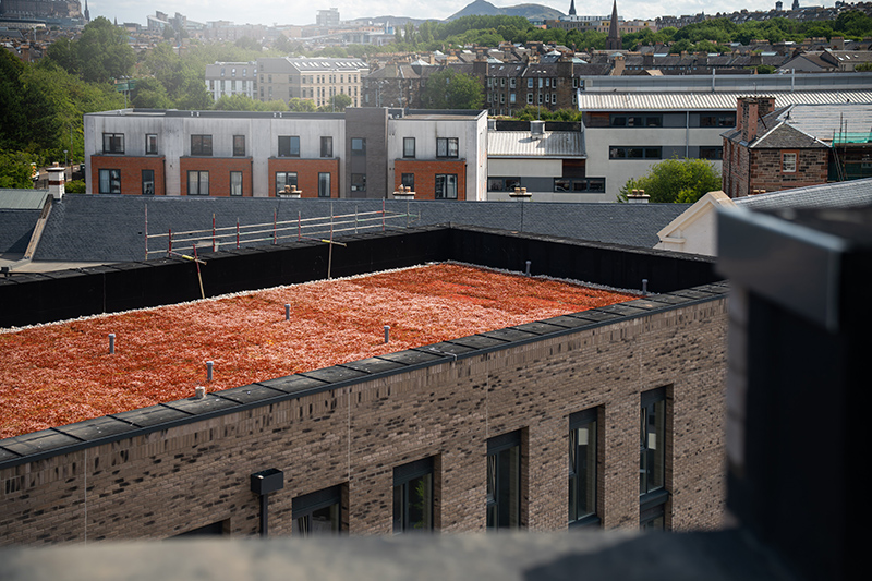 Tynecastle Student Accommodation green roof
